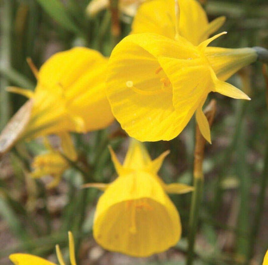 10 Narcissus Oxford Gold Seeds, Hoop Petticoat Flower Seeds - Seedsforgarden (1999-2024 ) .We Ship Seeds & Live Plants Worldwide 
