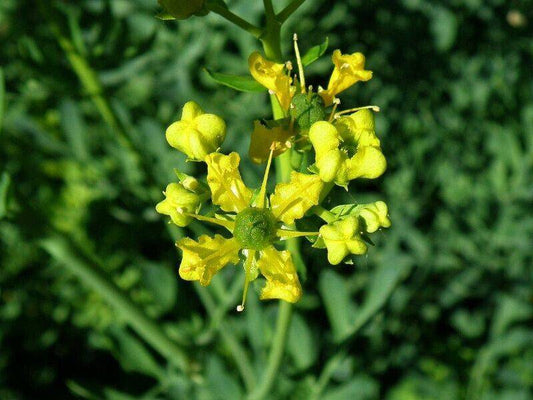 5 Ruta corsica Seeds,  Herb-of-Grace  Seeds - Seedsforgarden (1999-2024 ) .We Ship Seeds & Live Plants Worldwide 