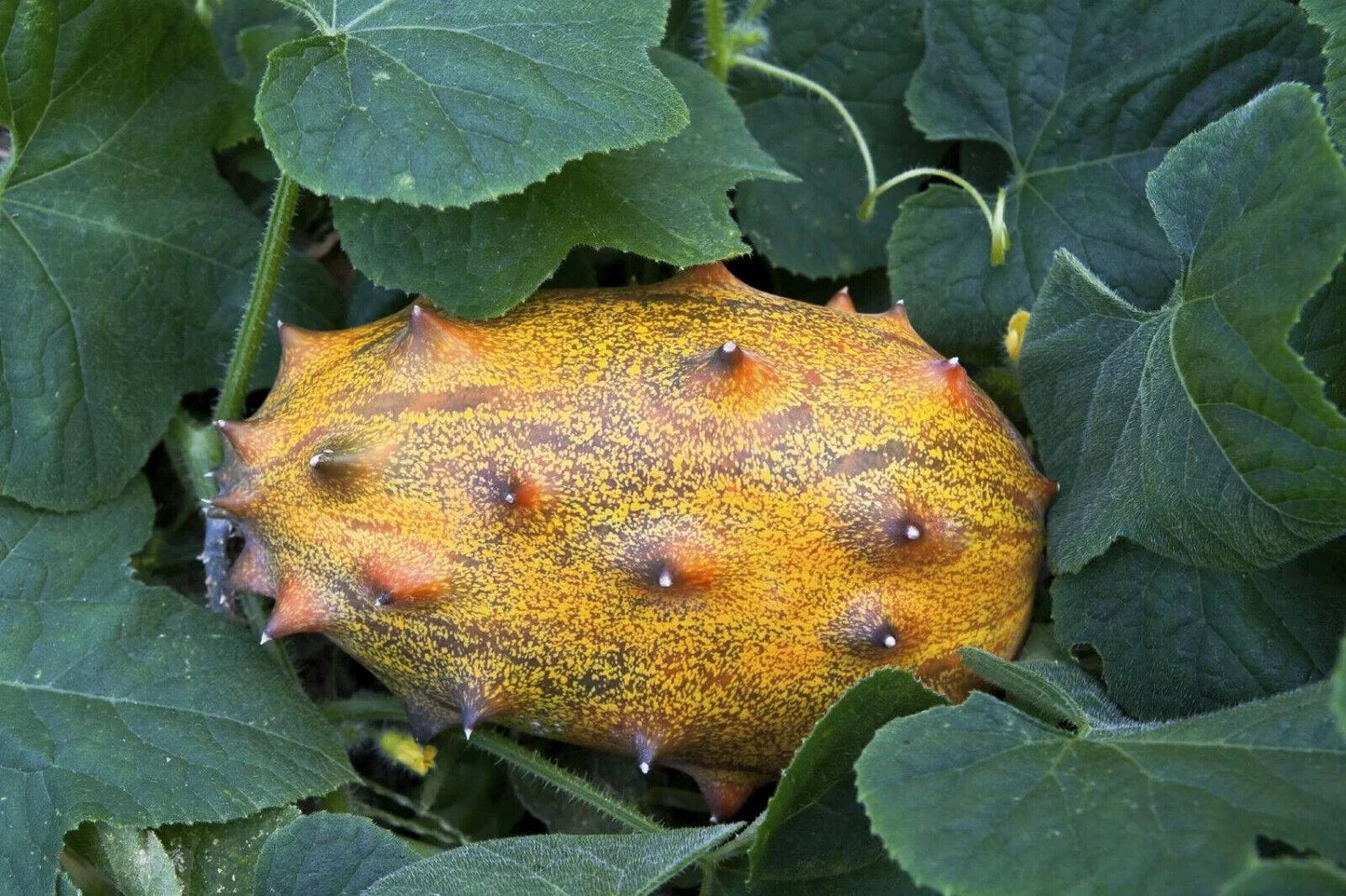 5 Cucumis metuliferus Seeds,  Exotic Cucumber Seeds, Horned melon Seeds, kiwano Seeds - Seedsforgarden (1999-2024 ) .We Ship Seeds & Live Plants Worldwide 