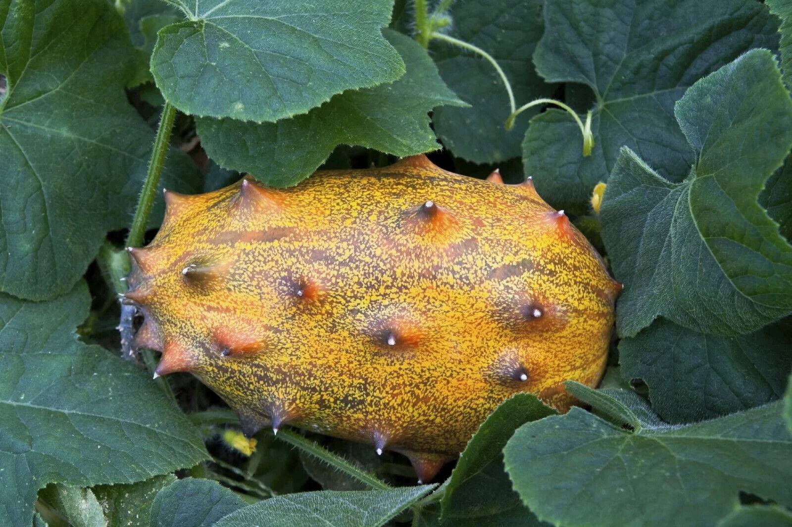 5 Cucumis metuliferus Seeds,  Exotic Cucumber Seeds, Horned melon Seeds, kiwano Seeds - Seedsforgarden (1999-2024 ) .We Ship Seeds & Live Plants Worldwide 