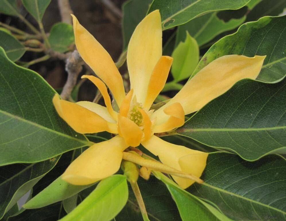 50 Magnolia champaca Seeds, Joy Perfume Seeds - Seedsforgarden (1999-2024 ) .We Ship Seeds & Live Plants Worldwide 