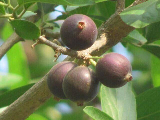 5 Ankola Seeds , Alangium salvifolium seeds , Sage Leaved Alangium, Stone Mango Seeds - Seedsforgarden (1999-2024 ) .We Ship Seeds & Live Plants Worldwide 