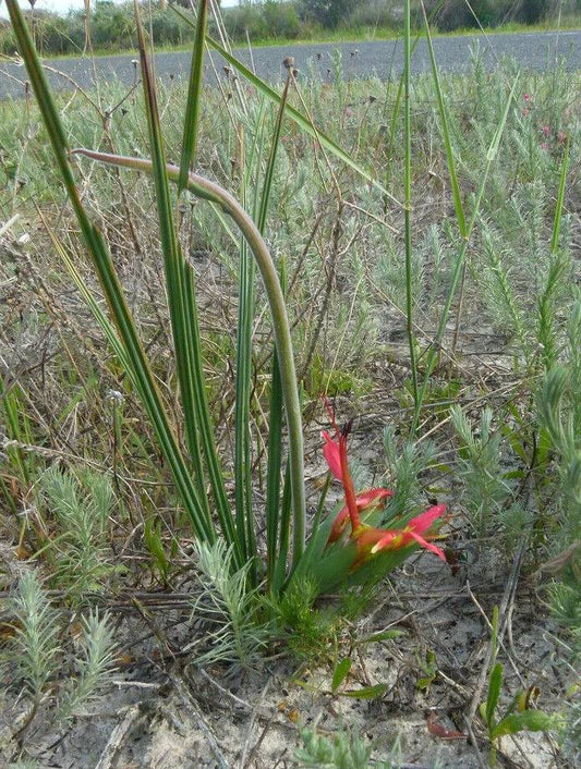 5 Babiana ringens Seeds , the rat's tail Plant Seeds, - Seedsforgarden (1999-2024 ) .We Ship Seeds & Live Plants Worldwide 