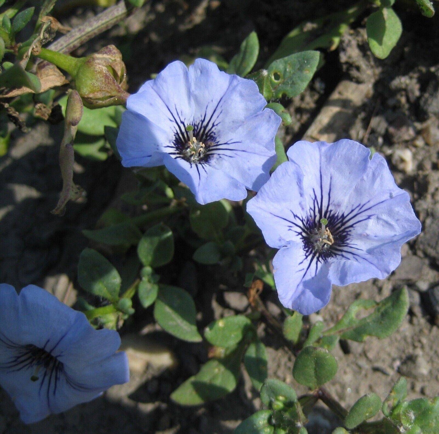 5 Nolana humifusa Seeds, Chilean bell flower Seeds - Seedsforgarden (1999-2024 ) .We Ship Seeds & Live Plants Worldwide 