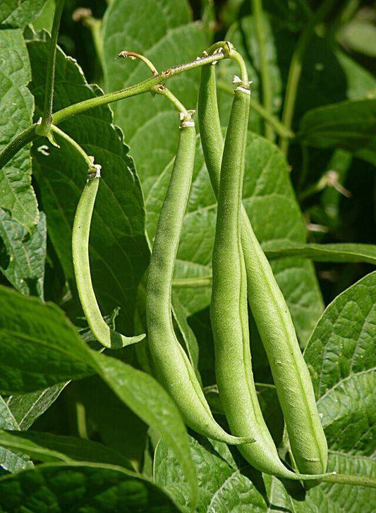 20  Bush Beans Seeds ,Non Gmo. Native Seeds, Exotic Vegetable Seeds - Seedsforgarden (1999-2024 ) .We Ship Seeds & Live Plants Worldwide 