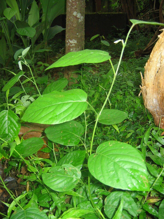 25 Desmodium gangeticum Seeds, Desmodium Seeds,Salparni Seeds, - Seedsforgarden (1999-2024 ) .We Ship Seeds & Live Plants Worldwide 