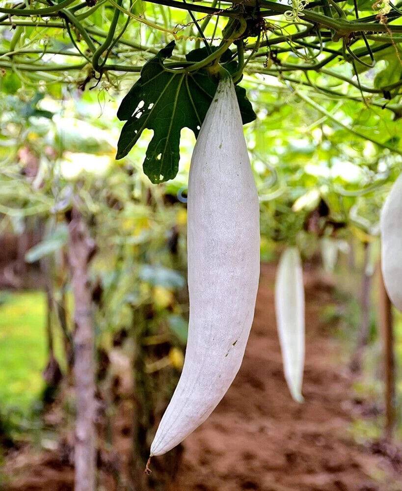 10 Short snake gourd Seeds, White short snake gourd Seeds, Non-Gmo,  Snake Gourd - Seedsforgarden (1999-2024 ) .We Ship Seeds & Live Plants Worldwide 