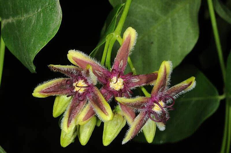 5  Periploca graeca Seeds ,The silk vine Seeds ,Exotic Vine Seeds - Seedsforgarden (1999-2024 ) .We Ship Seeds & Live Plants Worldwide 