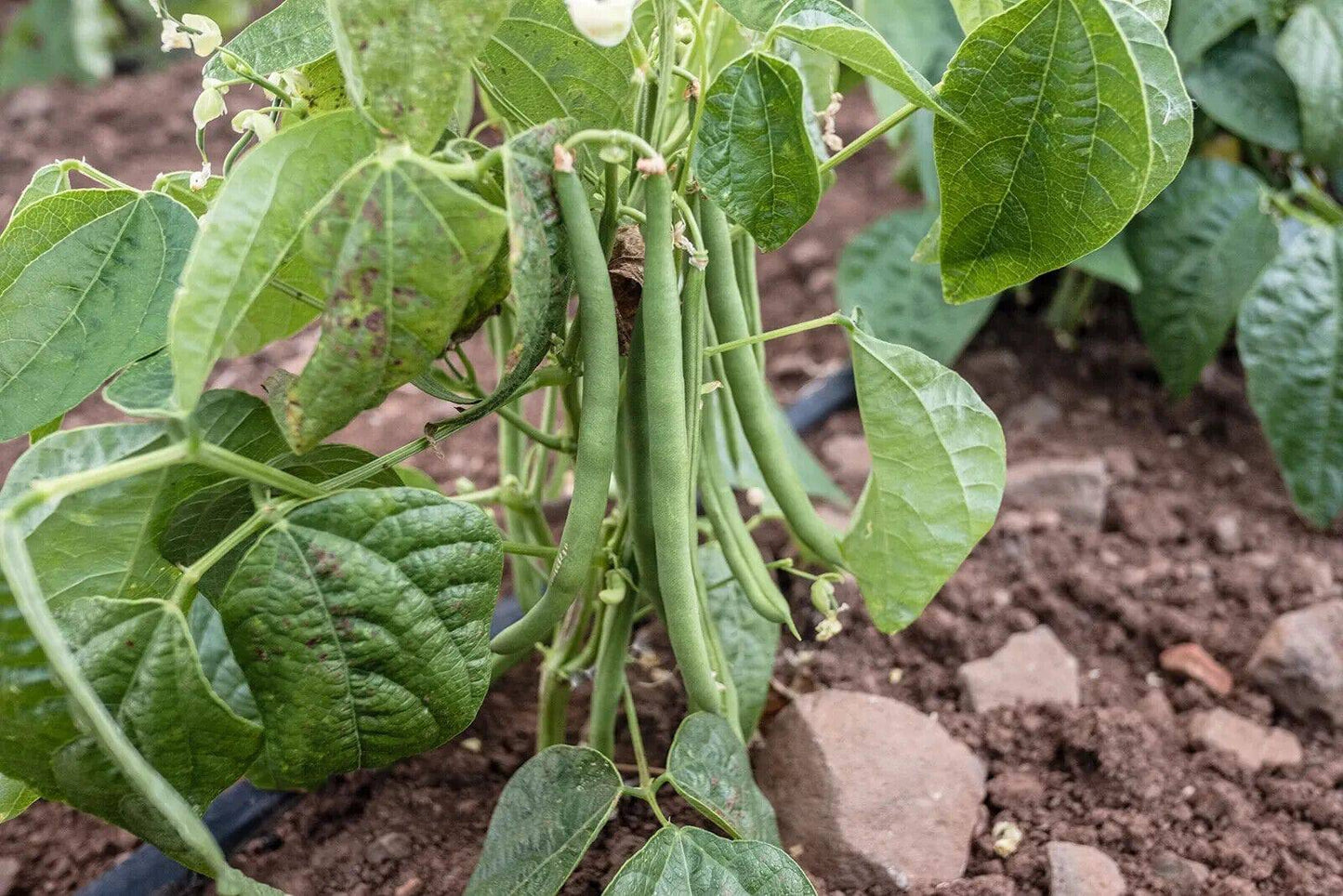 25 Phaseolus vulgaris Seeds, Pinto Bean , Green Beans Seeds, Non Gmo - Seedsforgarden (1999-2024 ) .We Ship Seeds & Live Plants Worldwide 