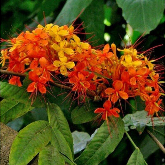5 Saraca indica Seeds , Saraca Ashoka, Ashoka Tree, Sorrowless Tree Seeds - Seedsforgarden (1999-2024 ) .We Ship Seeds & Live Plants Worldwide 