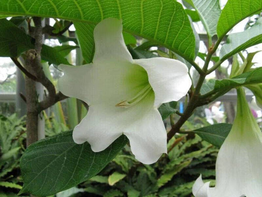 20 Beaumontia grandiflora Seeds, Easter Lily Vine , Heralds Trumpet, Nepal Trumpet  Flower Seeds - Seedsforgarden (1999-2024 ) .We Ship Seeds & Live Plants Worldwide 