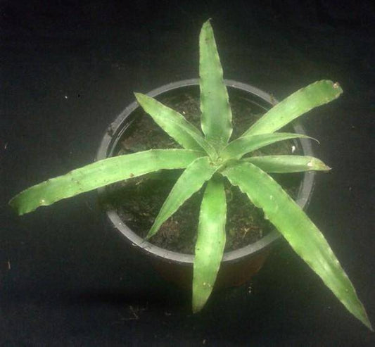 25 Fosterella penduliflora Seeds, Rare Seeds - Seedsforgarden (1999-2024 ) .We Ship Seeds & Live Plants Worldwide 