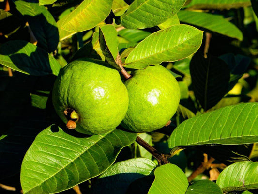 50 Psidium guajava Seeds ,Guava Fruit Seeds, common guava , Guayaba , - Seedsforgarden (1999-2024 ) .We Ship Seeds & Live Plants Worldwide 