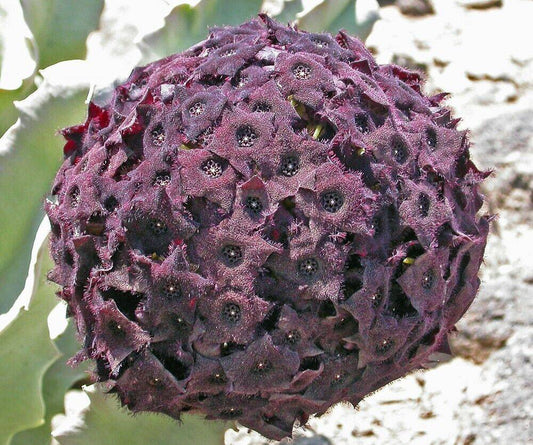5 Caralluma retrospiciens Seeds, Exotic Succulent Seeds. - Seedsforgarden (1999-2024 ) .We Ship Seeds & Live Plants Worldwide 