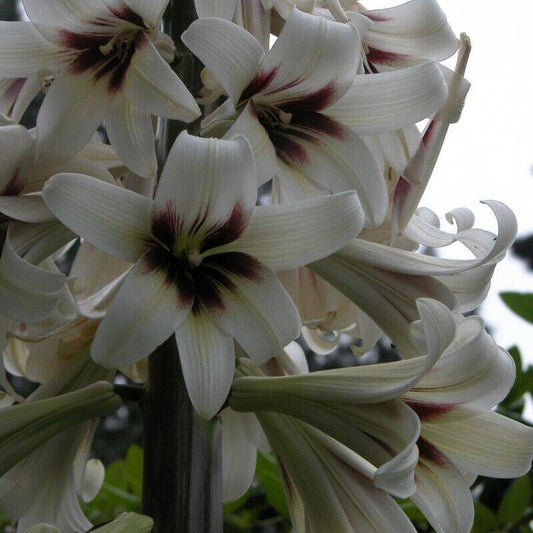 100 Cardiocrinum giganteum  Seeds, Giant Himalayan Lily Seeds, Exotic Seeds - Seedsforgarden (1999-2024 ) .We Ship Seeds & Live Plants Worldwide 