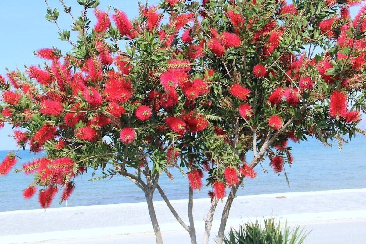 200 Red Bottlebrush Tree Seeds, Callistemon citrinus Tree Seeds, Exotic Tree Seeds - Seedsforgarden (1999-2024 ) .We Ship Seeds & Live Plants Worldwide 