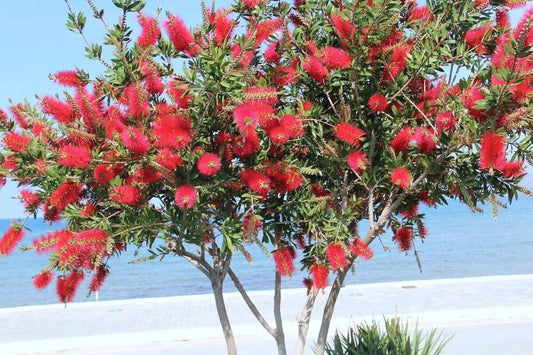 200 Red Bottlebrush Tree Seeds, Callistemon citrinus Tree Seeds, Exotic Tree Seeds - Seedsforgarden (1999-2024 ) .We Ship Seeds & Live Plants Worldwide 