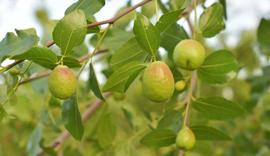 15 Simmondsia chinensis Seeds, Goat Nut Seeds , Quinine Nut , Jojoba Seeds , - Seedsforgarden (1999-2024 ) .We Ship Seeds & Live Plants Worldwide 