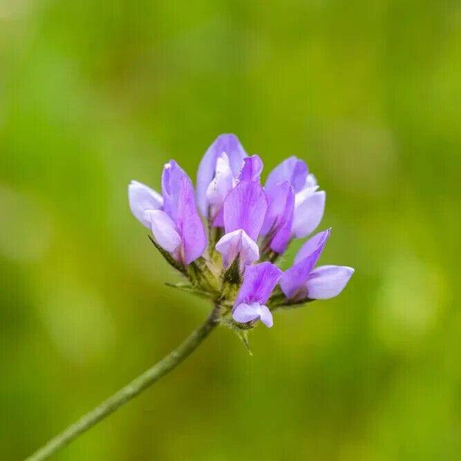 5 Bituminaria bituminosa Seeds , The Arabian pea Seeds  , Pitch trefoil Seeds - Seedsforgarden (1999-2024 ) .We Ship Seeds & Live Plants Worldwide 