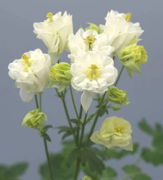 50 Aquilegia vulgaris Seeds, Aquilegia vulgaris Winky Double White  Seeds, - Seedsforgarden (1999-2024 ) .We Ship Seeds & Live Plants Worldwide 