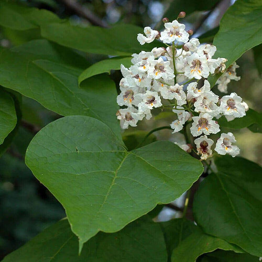 5 Catalpa bignonioides Seeds, Indian Bean Tree  Seeds - Seedsforgarden (1999-2024 ) .We Ship Seeds & Live Plants Worldwide 