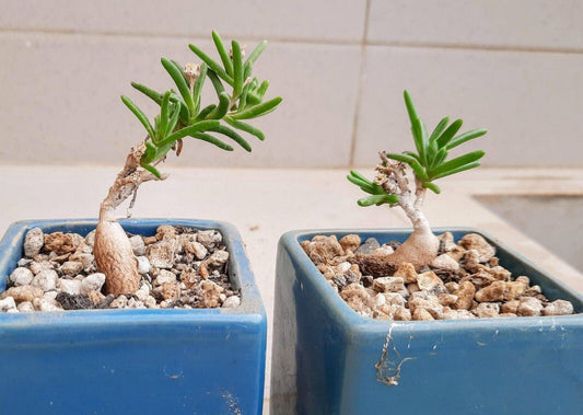 10 Delosperma  napiforme caudex Seeds ,Mestoklema macrorrhizum, Caudex Seeds - Seedsforgarden (1999-2024 ) .We Ship Seeds & Live Plants Worldwide 