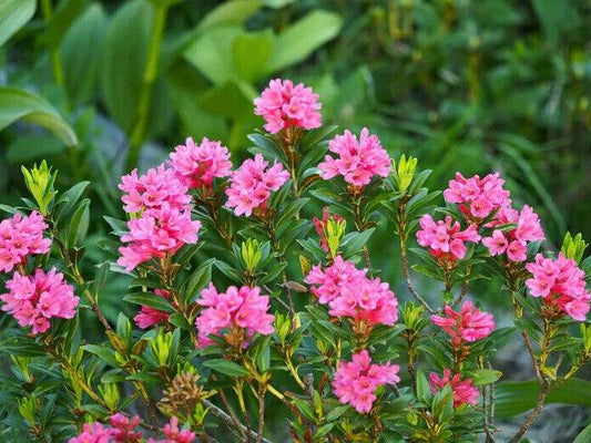 50 Rhododendron ferrugineum Seeds , alpenrose Seeds , snow-rose Seeds , - Seedsforgarden (1999-2024 ) .We Ship Seeds & Live Plants Worldwide 