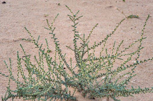 25 Salsola cyclophylla Seeds, Salsola  Seeds, Rare and Exotic Seeds - Seedsforgarden (1999-2024 ) .We Ship Seeds & Live Plants Worldwide 