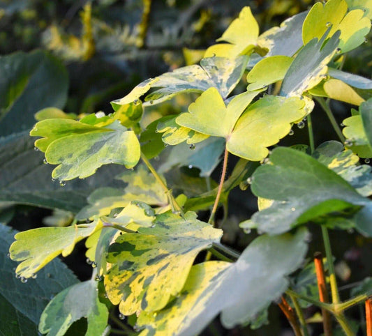 25 Aquilegia vulgaris Leprechaun Gold Seeds - Seedsforgarden (1999-2024 ) .We Ship Seeds & Live Plants Worldwide 