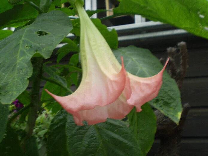 25 Brugmansia suaveolens Seeds ,Pink Angel's Trumpet Flower Seeds, Exotic Shrub - Seedsforgarden (1999-2024 ) .We Ship Seeds & Live Plants Worldwide 