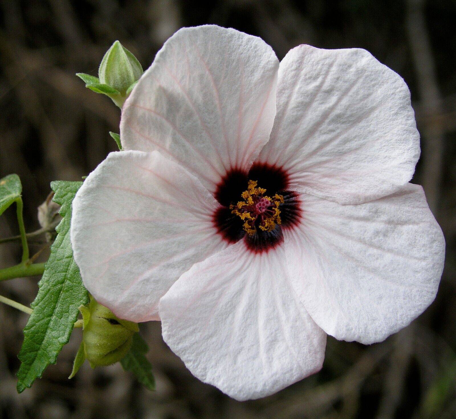 5 Pavonia hastata Seeds. Spearleaf swamp mallow ,  Pink Pavonia Seeds, - Seedsforgarden (1999-2024 ) .We Ship Seeds & Live Plants Worldwide 