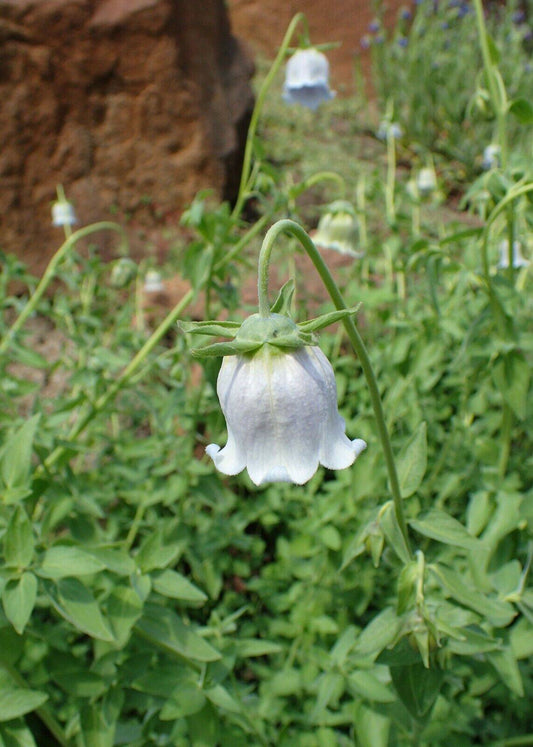 25 Codonopsis clematidea Seeds,  Clematis Bonnet Bellflower, Asian bellflower Seeds - Seedsforgarden (1999-2024 ) .We Ship Seeds & Live Plants Worldwide 