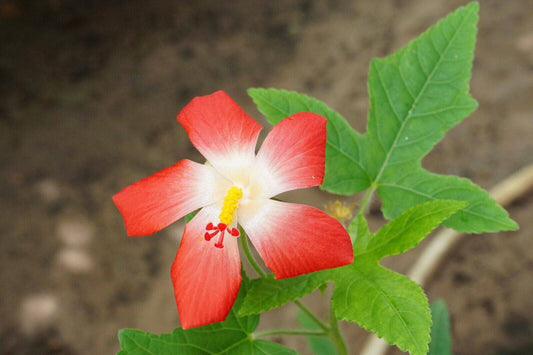 10 Abelmoschus sagittifolius Seeds, Pink Swamp Mallow,  Red Musk Mallow Seeds - Seedsforgarden (1999-2024 ) .We Ship Seeds & Live Plants Worldwide 