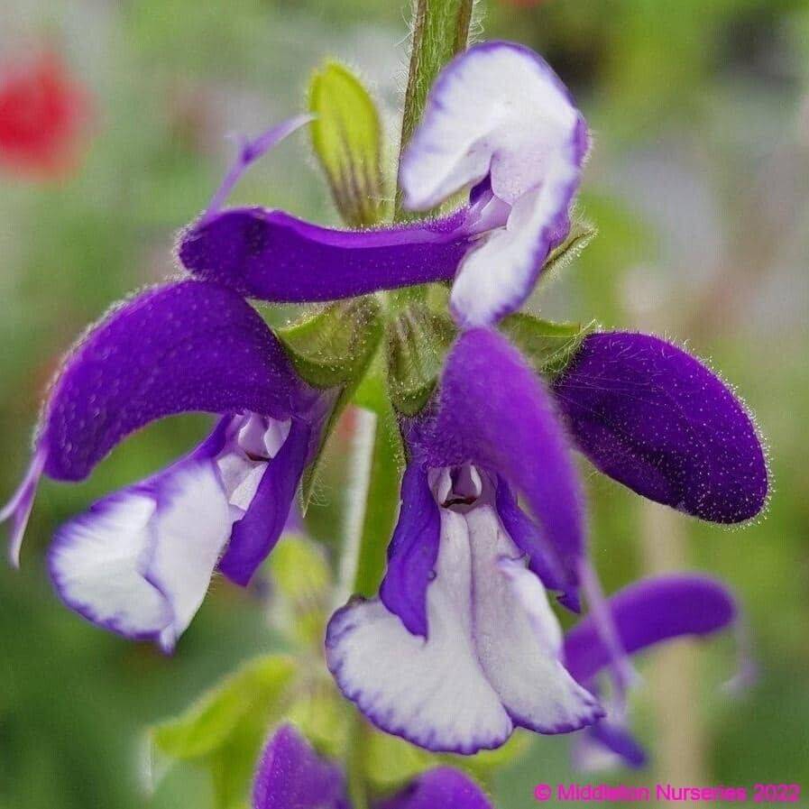 25 Salvia pratensis 'Madeline' Seeds,  Exotic Salvia Seeds - Seedsforgarden (1999-2024 ) .We Ship Seeds & Live Plants Worldwide 