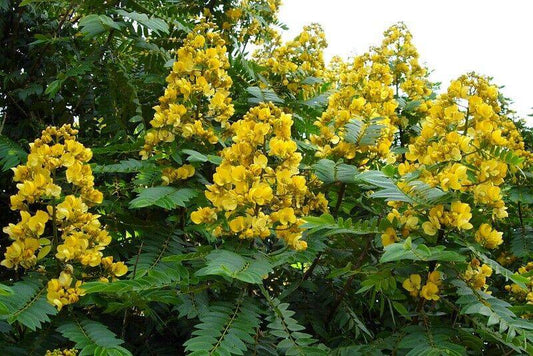 5 Live  Cassia siamea Plants, Kassod Tree Plants , With Phytosanitary certificate - Seedsforgarden (1999-2024 ) .We Ship Seeds & Live Plants Worldwide 