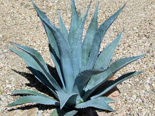 5  Agave americana Plants , Century plant,  With Phytosanitary certificate - Seedsforgarden (1999-2024 ) .We Ship Seeds & Live Plants Worldwide 