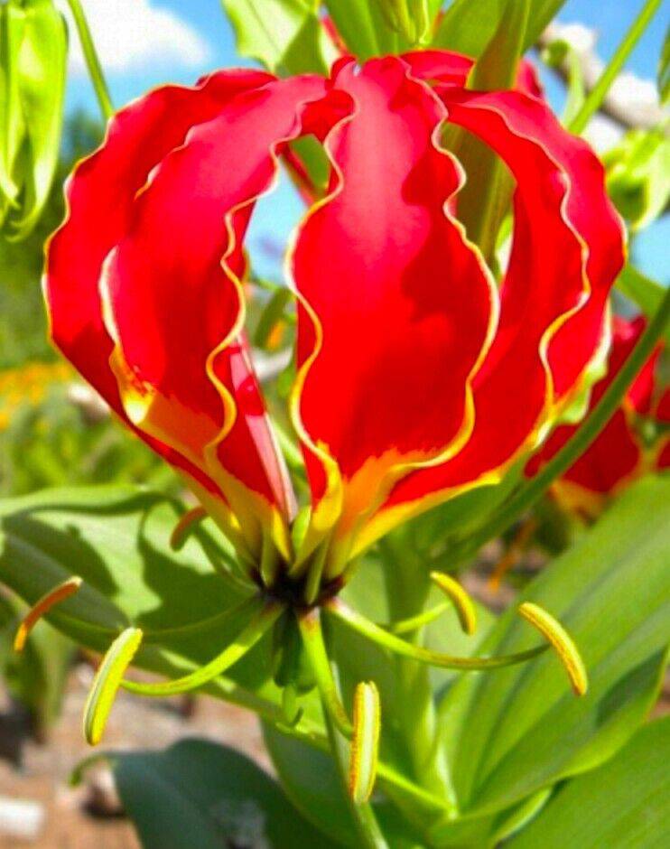 25 Gloriosa Rothschildiana Seeds ,Gloriosa Lily Seeds, Glory Lily Seeds - Seedsforgarden (1999-2024 ) .We Ship Seeds & Live Plants Worldwide 