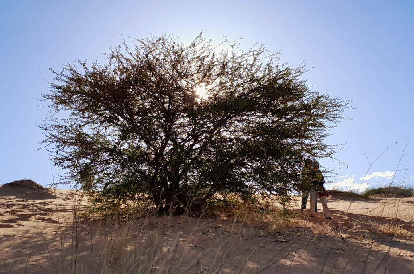 10 Acacia ehrenbergiana Seeds, Vachellia flava Seeds, Salam Seeds, Rare  Acacia Seeds - Seedsforgarden (1999-2024 ) .We Ship Seeds & Live Plants Worldwide 