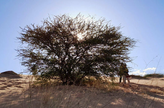 10 Acacia ehrenbergiana Seeds, Vachellia flava Seeds, Salam Seeds, Rare  Acacia Seeds - Seedsforgarden (1999-2024 ) .We Ship Seeds & Live Plants Worldwide 