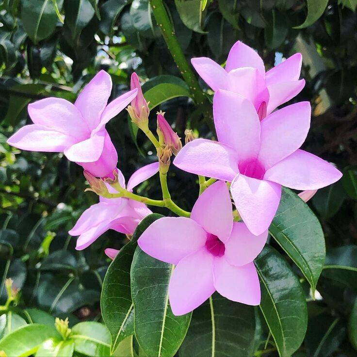 5  Cryptostegia grandiflora Live  Plants ,Rubber vine Plants , With Phytosanitary certificate - Seedsforgarden (1999-2024 ) .We Ship Seeds & Live Plants Worldwide 