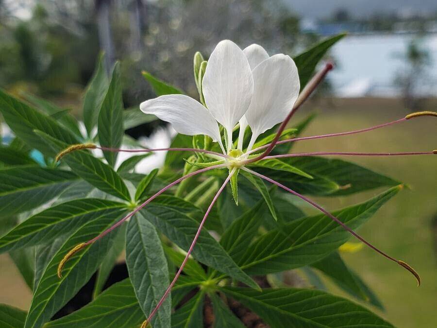 10 Cleome gynandra Seeds, Wild Spider Flower,  Cat whiskers Seeds, spider-flower - Seedsforgarden (1999-2024 ) .We Ship Seeds & Live Plants Worldwide 