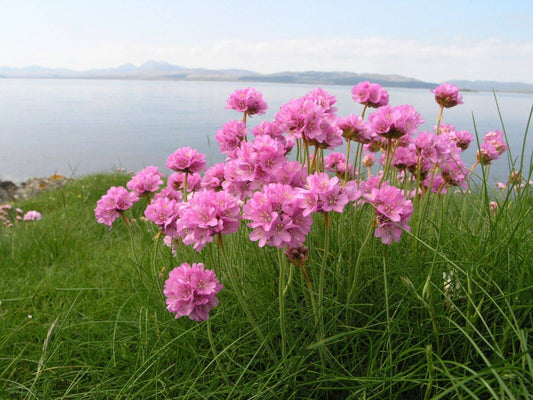 25 Armeria maritima Seeds,  Armeria  maritima Ssp elongata - Seedsforgarden (1999-2024 ) .We Ship Seeds & Live Plants Worldwide 