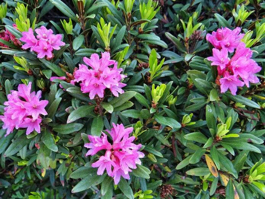 50 Rhododendron dauricum Seeds, Daurian rhododendron Seed, Arctic Pearl Seeds - Seedsforgarden (1999-2024 ) .We Ship Seeds & Live Plants Worldwide 