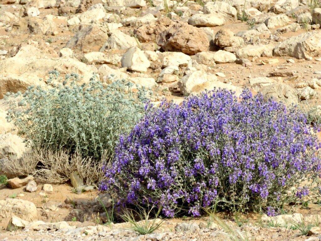 25 Teucrium oliverianum Seeds, Exotic Flowering Shrub Seeds - Seedsforgarden (1999-2024 ) .We Ship Seeds & Live Plants Worldwide 