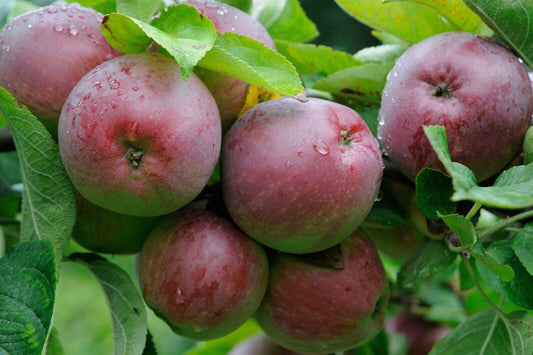 5 Live Malus domestica Plants, Apple Plants ,  Apple Fruit Plants With Phytosanitary certificate - Seedsforgarden (1999-2024 ) .We Ship Seeds & Live Plants Worldwide 