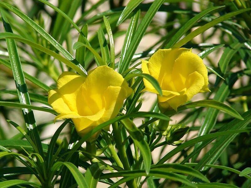 5 Thevetia nerifolia Plants  , Lucky Nut Plants , Yellow Oleander Plants With Phytosanitary certificates - Seedsforgarden (1999-2024 ) .We Ship Seeds & Live Plants Worldwide 