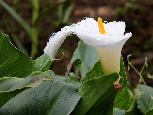 25 Zantedeschia aethiopica Calla lily, Arum lily , white calla Lily Seeds - Seedsforgarden (1999-2024 ) .We Ship Seeds & Live Plants Worldwide 