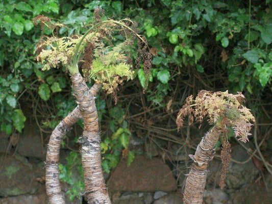 10 Monizia edulis Seeds, Carrot tree Seeds - Seedsforgarden (1999-2024 ) .We Ship Seeds & Live Plants Worldwide 