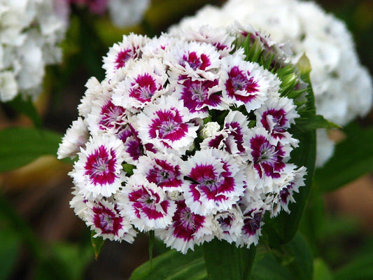10 Dianthus barbatus x chinensis 'Kensington' Sweet William Seeds,  Barbatus - Seedsforgarden (1999-2024 ) .We Ship Seeds & Live Plants Worldwide 