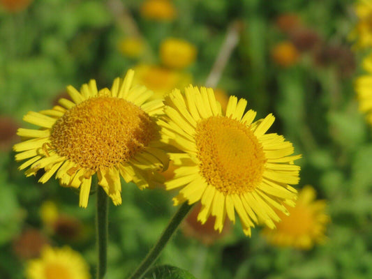 25 Pulicaria Crispa Seeds, False Fleabane. Exotic Flower  Seeds - Seedsforgarden (1999-2024 ) .We Ship Seeds & Live Plants Worldwide 